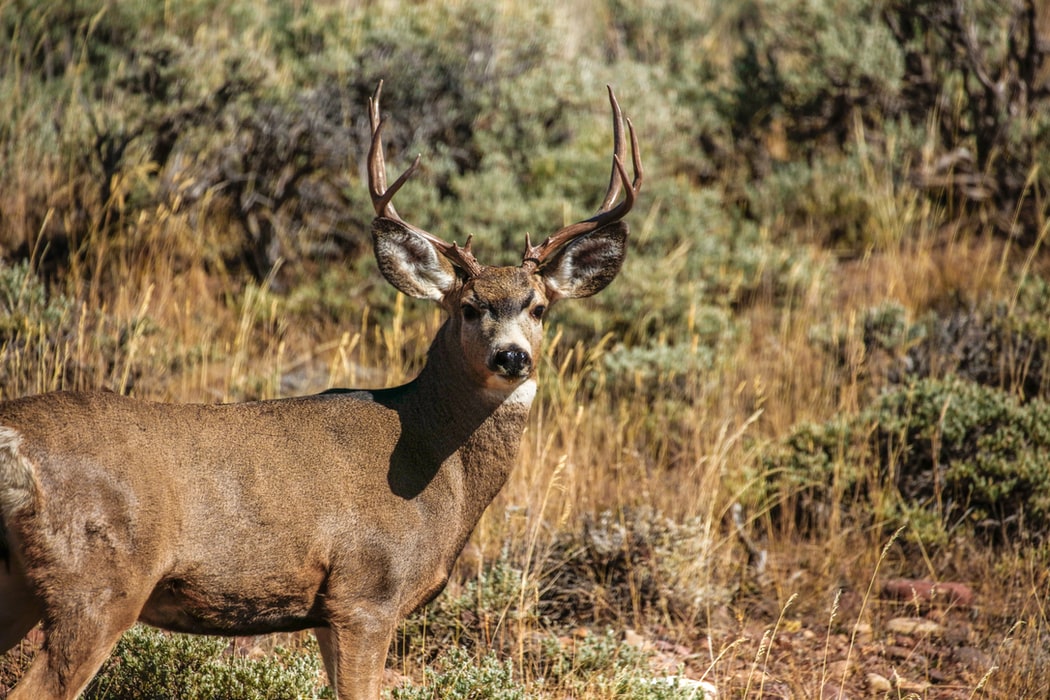 Deer5