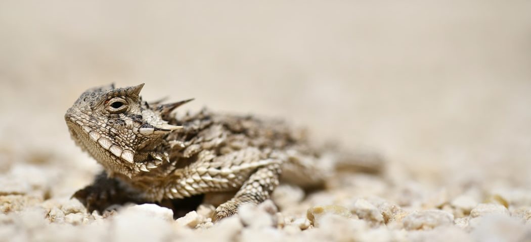 HornyToad2